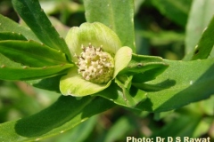 Flower-of-Buffalo-spinach