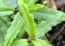 Leaves-of-Buffalo-spinach