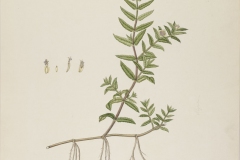 Plant-Illustration-of-Buffalo-spinach