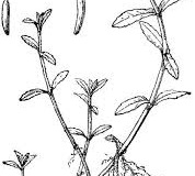 Sketch-of-Buffalo-spinach