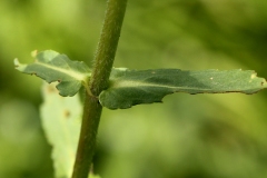 Stem-of-Buffalo-spinach