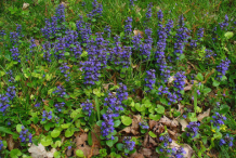 Bugleweed--Plant-growing-wild