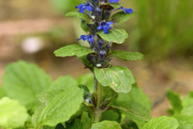 Bugleweed-plant