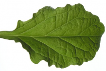 Dorsal-view-of-Bugleweed--Leaf