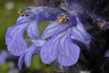 Flower-of-Bugleweed--plant