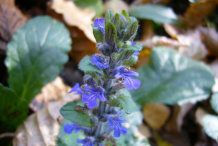 Inflorescence-of-Bugleweed-plant