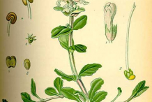 Plant-Illustration-of-Bugleweed
