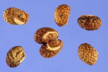 Seeds-of-Bugleweed