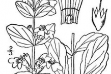 Sketch-of-Bugleweed--plant