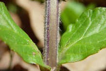 Stem-of-Bugleweed--plant