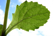 Ventral-view-of-Bugleweed--leaf