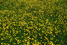 Bulbous-Buttercup-Farming