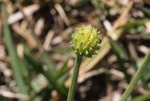 Bulbous-Buttercup-Fruit