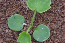 Bulbous-Buttercup-Saplings