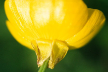 Closer-view-of-Bulbous-Buttercup-flower