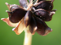 Dried-bulbous-buttercup-fruit-on-the-plant