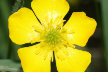 Flower-of-Bulbous-Buttercup-plant