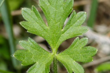 Leaves-of-Bulbous-Buttercup-plant