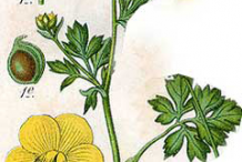 Plant-Illustration-of-Bulbous-Buttercup-plant