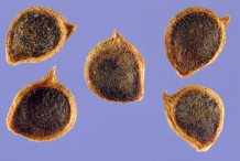 Seeds-of-Bulbous-Buttercup-plant