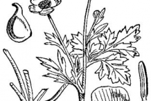 Sketch-of-Bulbous-Buttercup-plant