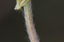 Stem-of-Bulbous-Buttercup