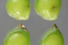 Unripe-Achenes-of-Bulbous-Buttercup