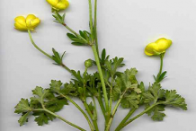 Whole-Bulbous-buttercup-plant