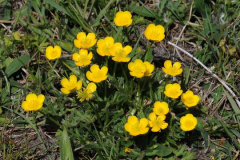 Bulbous-Buttercup-Plant