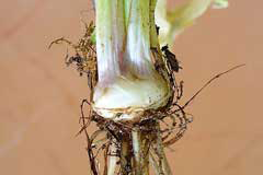 Image-showing-bulb-of-Bulbous-Buttercup-plant