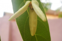 Bullock's-heart-flower