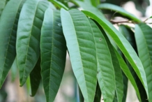 Bullock's-heart-leaves