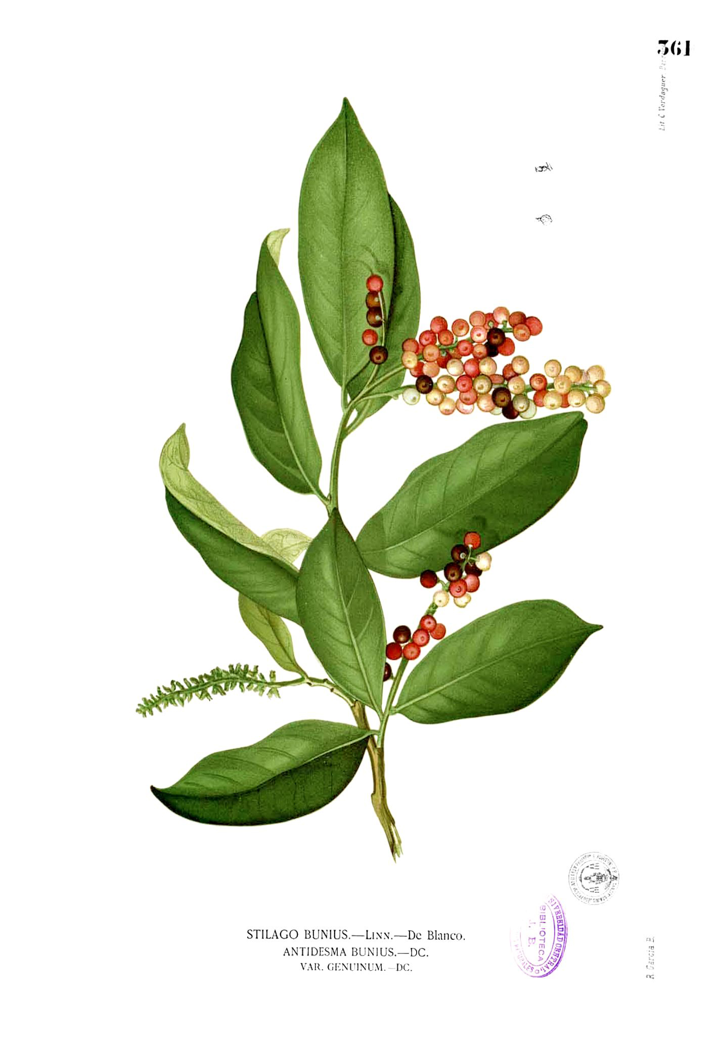 Bignay-fruit-illustration