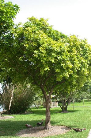 Bignay-fruit-tree