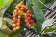 Bignay-fruit-2