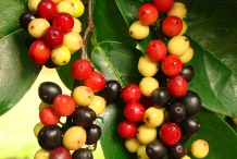 Bignay-fruit-4
