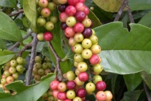 Bignay-fruit-5