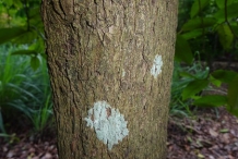 Bignay-fruit-bark