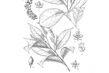 Bignay-fruit-drawing