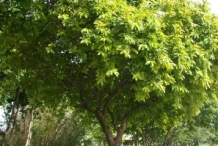 Bignay-fruit-tree