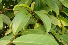 Leaves-of-Bignay-fruit