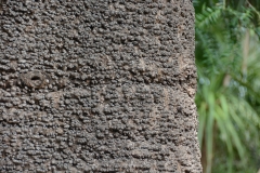 Bark-of-Bunya-nuts