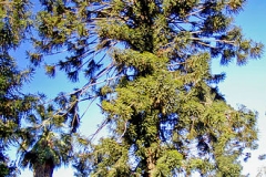 Bunya-nuts-Plant