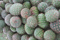 Cones-of-Bunya-nuts