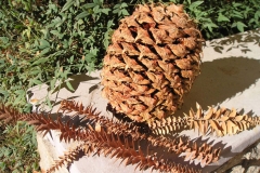 Dried-leaves-and-seed-cone-of-Bunya-nuts