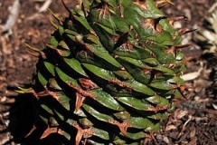 Immature-cone-of-Bunya-nuts