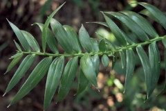 Leaves-of-Bunya-nuts