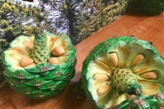 Mature-Bunya-nuts