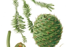 Plant-Illustration-of-Bunya-nuts