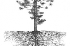 Sketch-of-Bunya-nuts